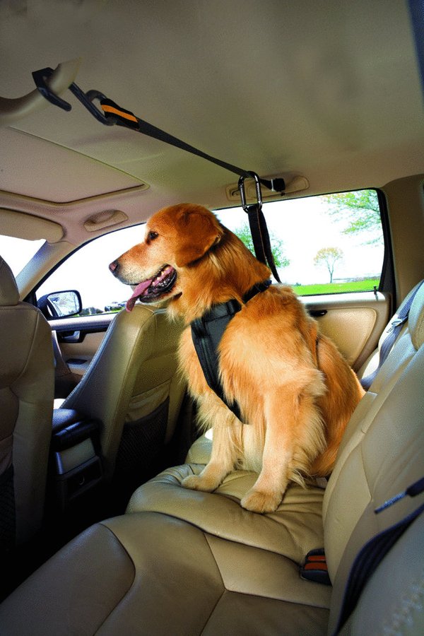 Kurgo, Leash and Zip Line Combo: Autorücksitz-Sicherungssystem für Hunde