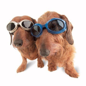 Doggles Originalz Hundesonnenbrille 100% UV Schutz (div. Größen und Farben)