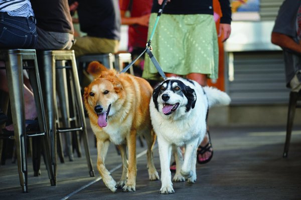 Ruffwear, Double Track: elastische Koppel für zwei Hunde an einer Leine