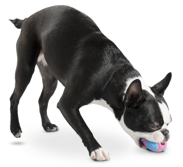 Planet Dog, Hundespielball  Globus  "Orbee Ball"