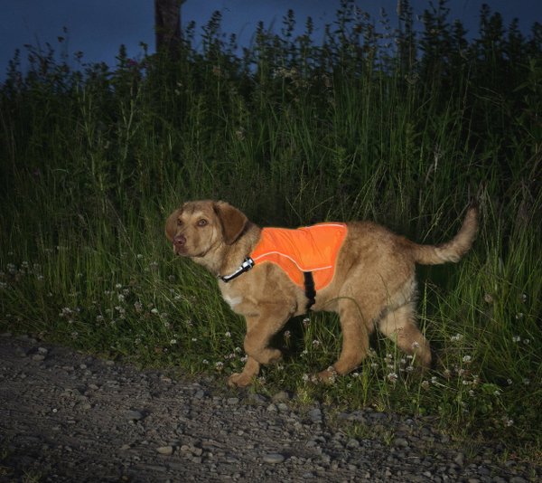 Kurgo: Hunde Sicherheitsweste mit LED Leuchtstreifen Reflect & Protect Active Größe M