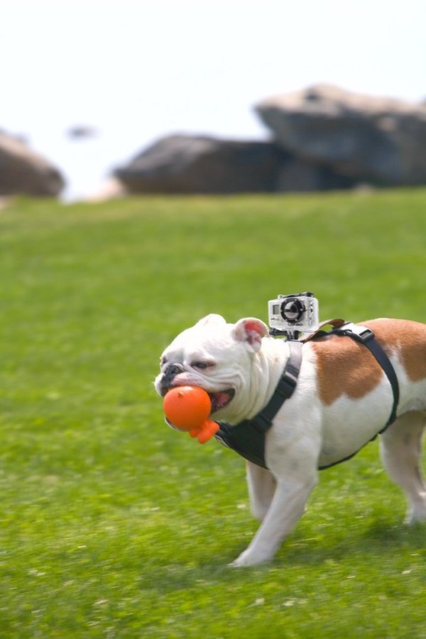 Kurgo, Tru-Fit Camera Mount Dog Harness: Hundegeschirr mir Befestigung für Action-Cam