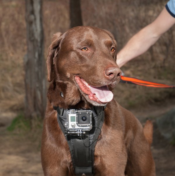 Kurgo, Tru-Fit Camera Mount Dog Harness: Hundegeschirr mir Befestigung für Action-Cam