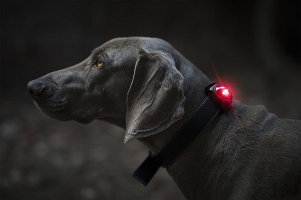 ORBILOC Dog Dual - The Safety Light, Sicherheitsfarben