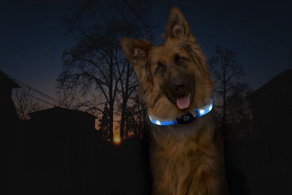 Visio Light LED Langhaar - Blinkschlauch speziell für langhaarige Hunde