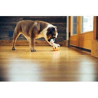 West Paw, QWIZL - das ultimative, interaktive Leckerli-Versteck für Deinen Hund