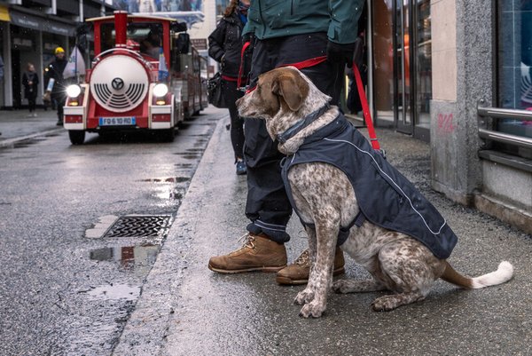 Ruffwear, Overcoat Fuse - warmer Hundemantel und sicheres Geschirr in Einem! Basalt Gray (Grau)