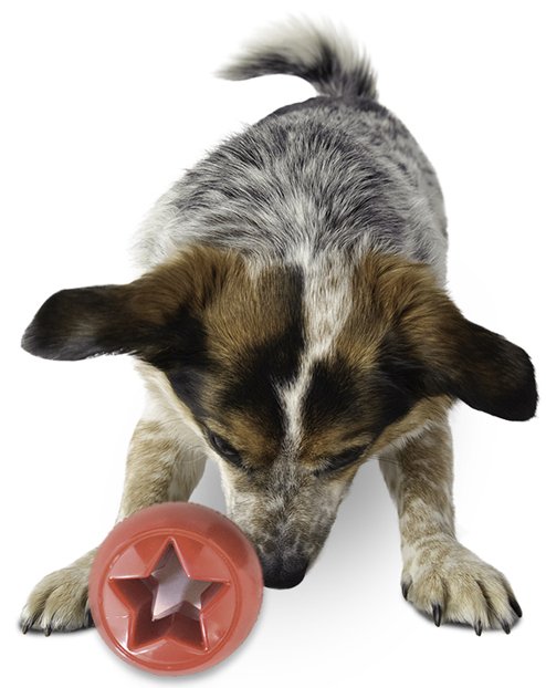 Planet Dog, Hundegummiball "Orbee-Tuff NOOKS" - mit dem Stern...